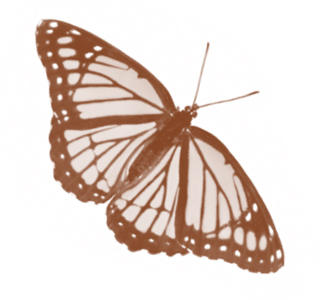 lfnebutterfly